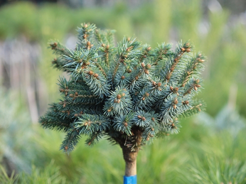 Picea sitchensis 'Papoose' 